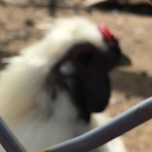 Meet your Posher, Barbara